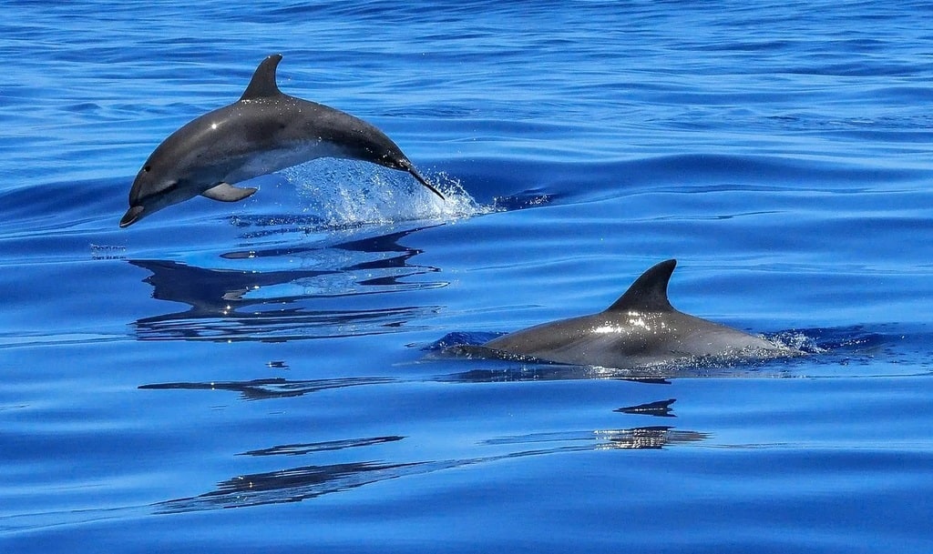 À la rencontre des dauphins à Cannes : une aventure nature inoubliable en Méditerranée